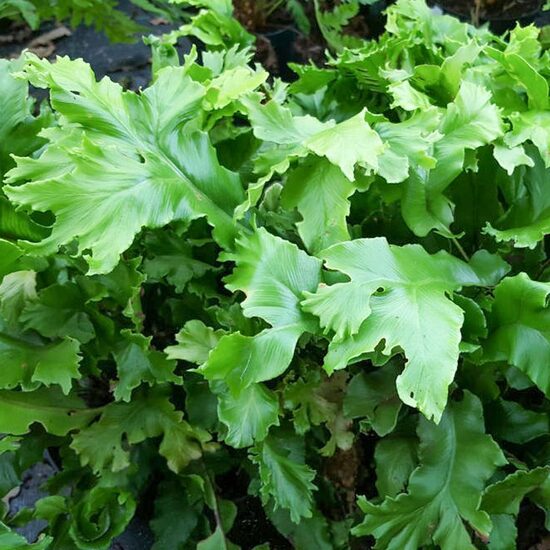 Asplenium scolopendrium Cristatum